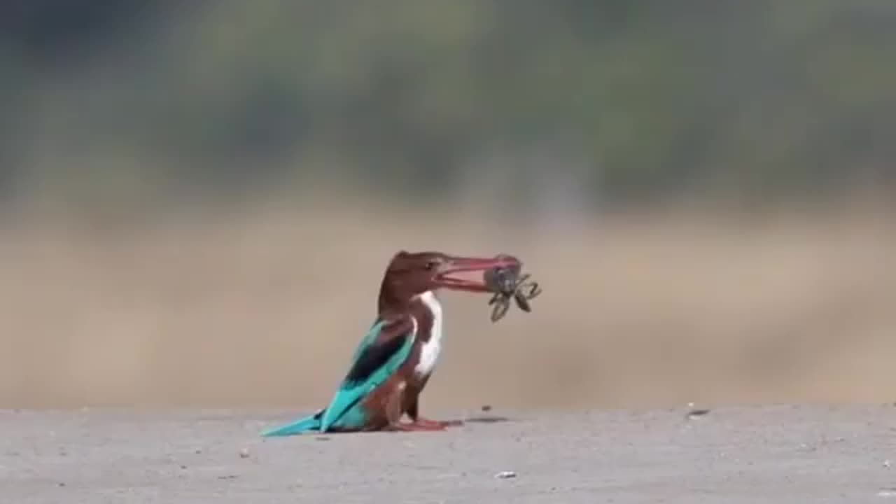 Wildlife in Close view with different perspective.