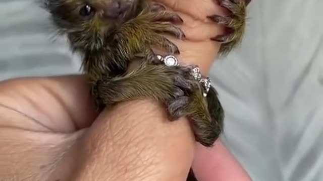 finger size monkey