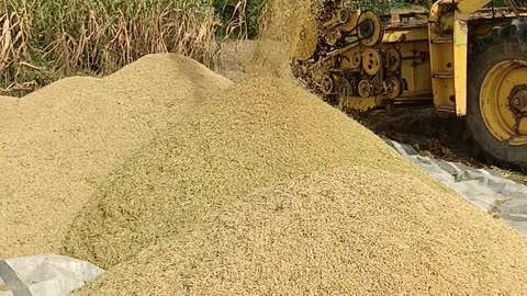 Harvesting paddy