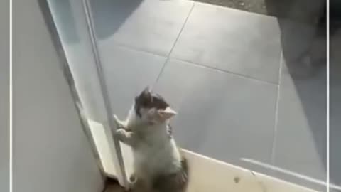 Cat trying to escape the 50°C weather of Kuwait