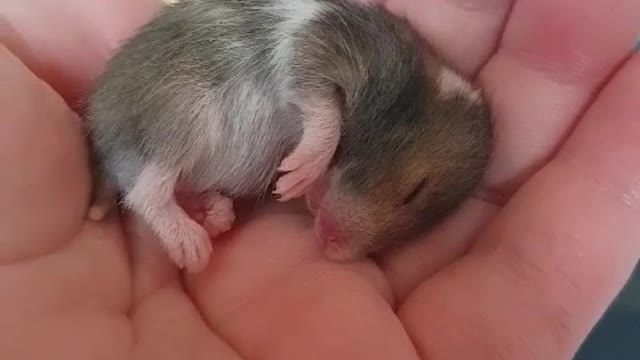 Dreaming Baby Golden Hamster