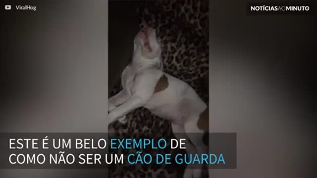 O cão de guarda menos confiável de todos