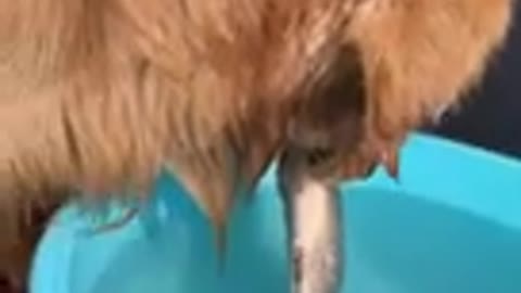 Cute puppy's | Cute dog - #shorts