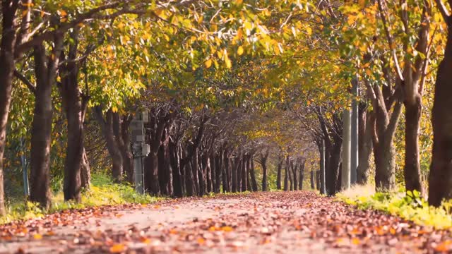 Beautiful Music For Relaxation - Calming Piano & Guitar Music by Soothing Relaxation 🐦 Singing PeAce