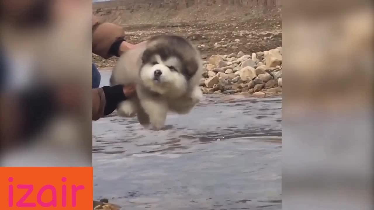 Baby Alaskan Malamute New Compilation _____ Try Not To Laugh