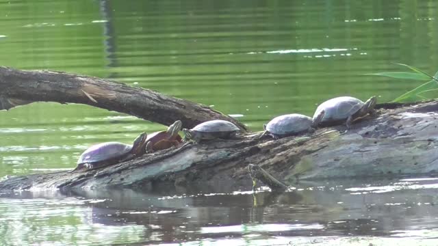 295 Toussaint Wildlife - Oak Harbor Ohio - All Aboard The Slow Train