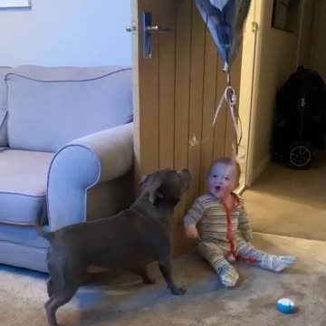 Baby Can't Stop Laughing At Dog Chasing Balloon