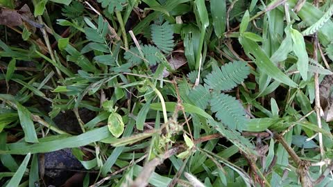 Makahiya...(Shy plant) amazing grass in the Island