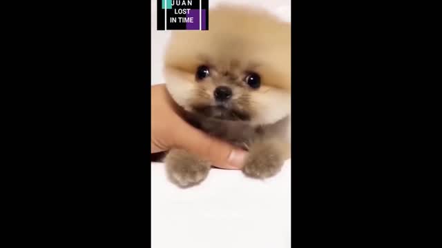 Funny Animals fail Compilation Try Not to LAUGH