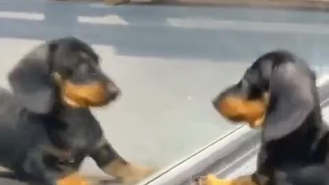 dachshund