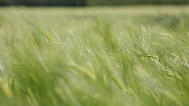 The beautiful grass of nature