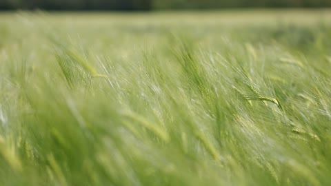 The beautiful grass of nature