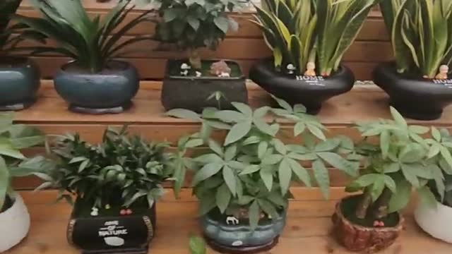 large and small potted plants