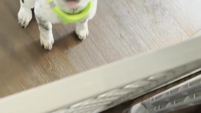 funny dog