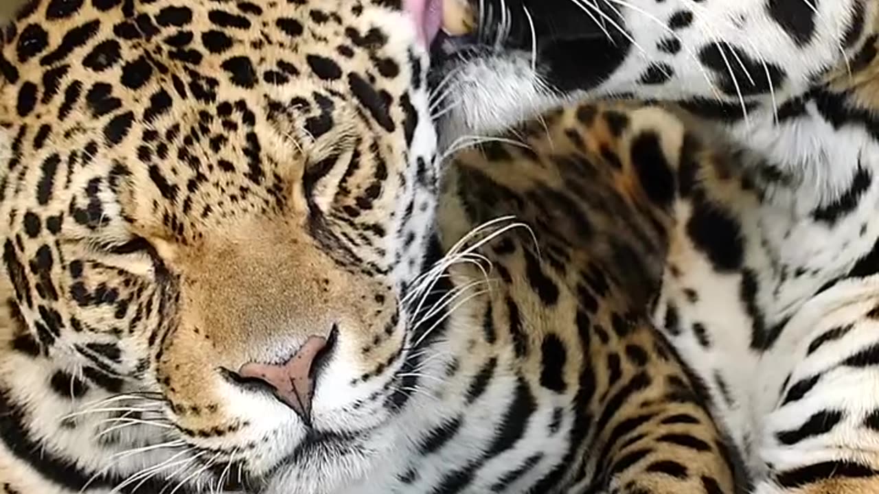 Tiger Licks