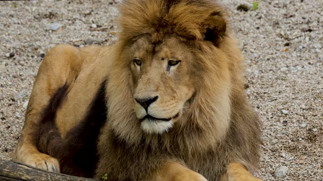 Lion Relaxing