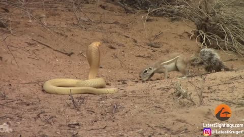 Squirrel Battles COBRA to protect it's Babies