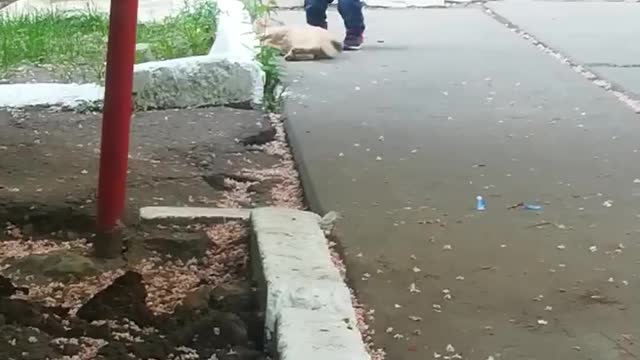 the cat was not allowed to sleep