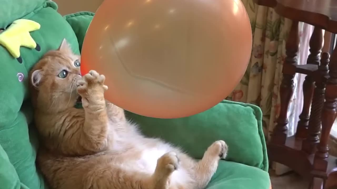 Cat funny video
