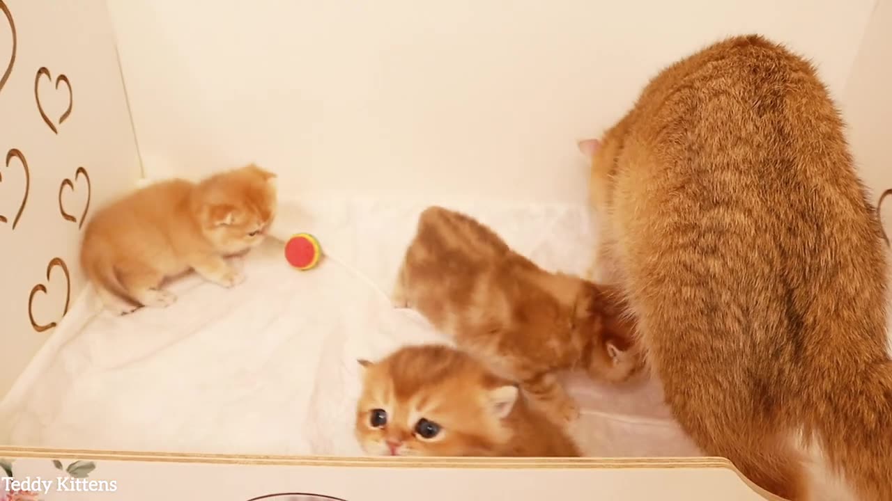 Let us out_ This box is already too small for our games