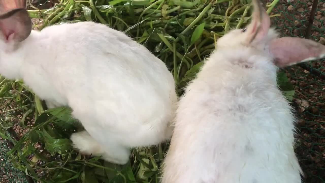 Mother rabbit and father rabbit