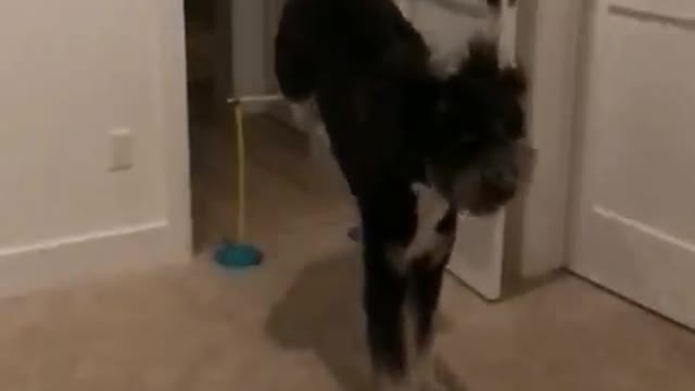 Black dog jumps over yellow wire in doorway