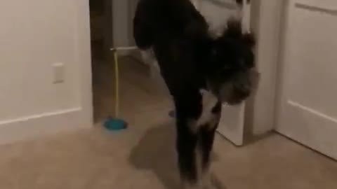 Black dog jumps over yellow wire in doorway