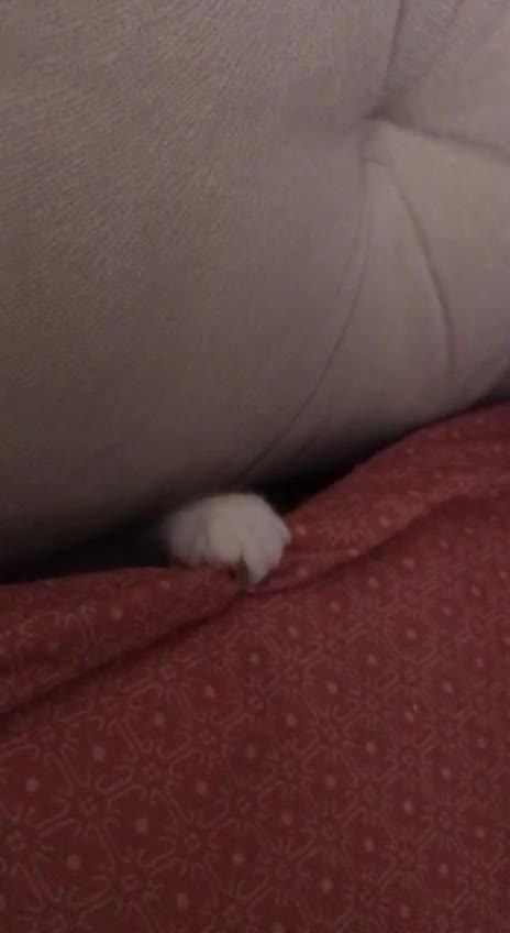 Kitty and her playful paws