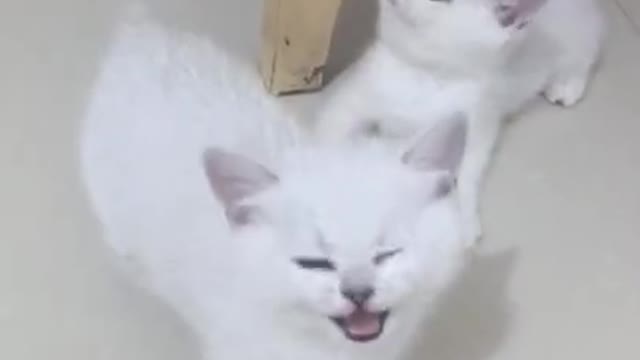 Aww Cute Baby Cat Video Funny !!!