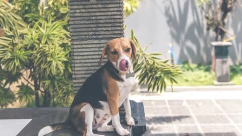 Basic Dog Training – TOP 10 Essential Commands Every Dog Should