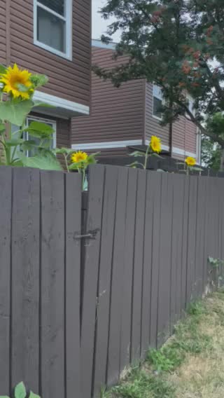 Sunflowers looking for sun