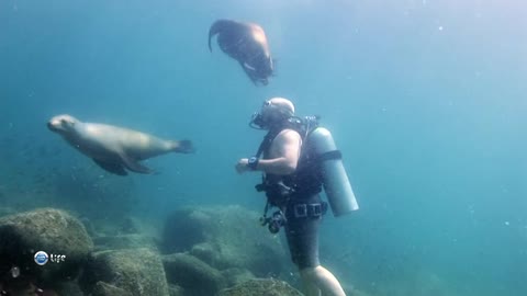 Communication with sea lions