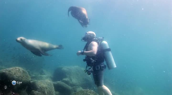 Communication with sea lions