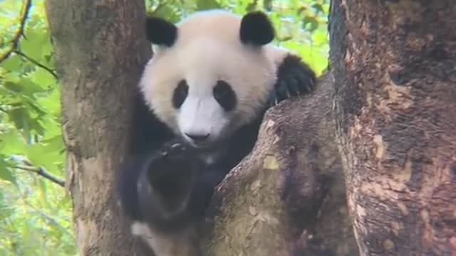 The cute panda is shaking its legs