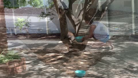 Koala Cools Off With a Bowl of Water