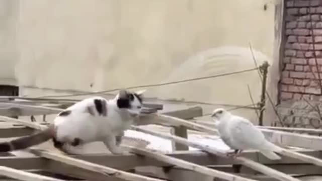 Cat and Pigeon love ❤️❤️