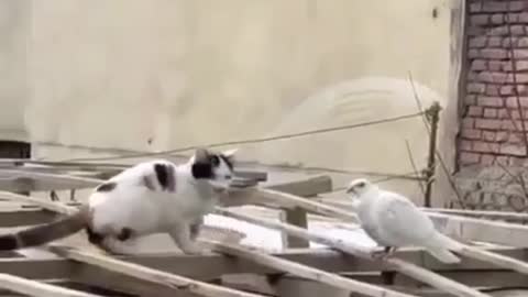 Cat and Pigeon love ❤️❤️