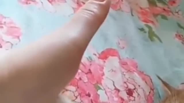 biting cat