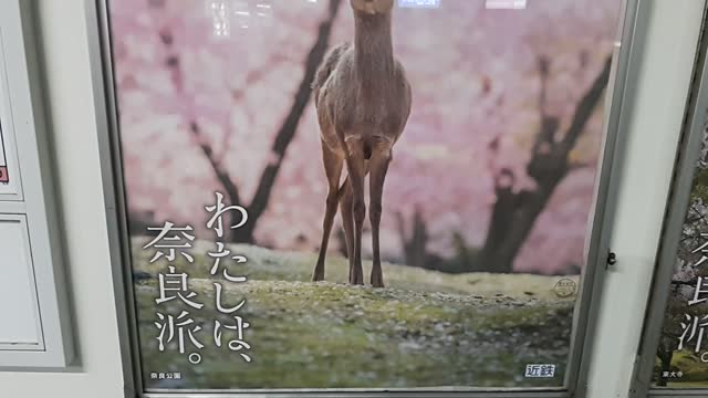 Nara deer with cherry blossom nose