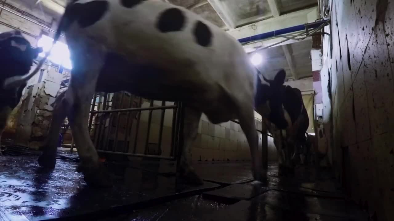 Cows are running along the hall of the barn