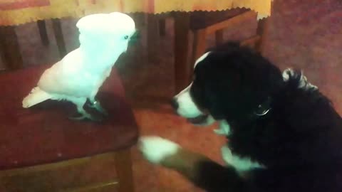 Umbrella cockatoo chick fighting dog