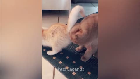 Cats and dogs being funny