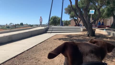 CUTE DOG PROUD OF OWNER