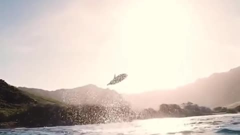 The dolphins