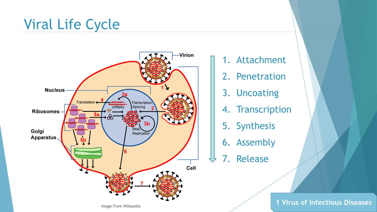 Anti Virus Biomolecular Discovery