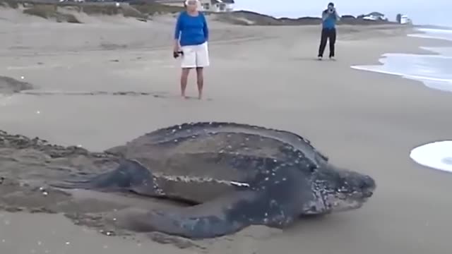 Biggest Turtle