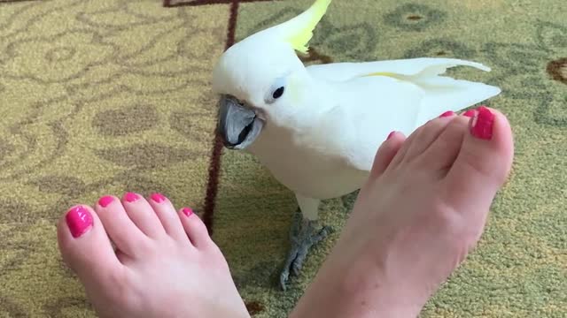 Silly cockatoo tickles owner's feet