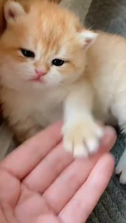 Funniest Animals - Best Of The 2022 Funny Animal Videos #58