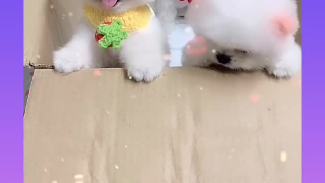 little Cute Dog Puppies moment