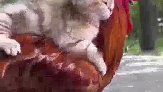 Cat riding up the cock